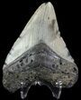 Bargain, Megalodon Tooth - North Carolina #67110-2